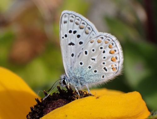 Réf. 312 276 : Polyommatus icarus